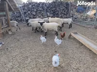 Schaf, German Blackheaded Mutton sheep — Foto 2