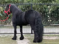 حصان, Fell pony — الصورة 8