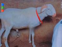 Bélier, Moutons — photo 3