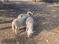 Bélier, Moutons — photo 2