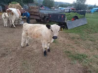 公牛, Galloway cow — 照片 1