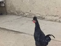 Kosovo Longcrower — Foto 4