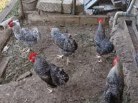Slovenian Barred Hen — photo 3