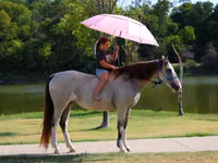 घोड़ी, Skyros Pony — फ़ोटो 8