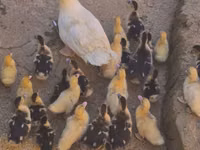 Ducks — फ़ोटो 1