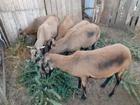 Schaf, Cameroon sheep — Foto 2