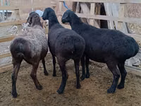 公羊, Edilbay sheep — 照片 1