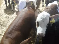 मवेशी (लॉट, लिंग निर्दिष्ट नहीं), Simmental cattle — फ़ोटो 4
