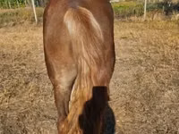 Mare, Horses — photo 3