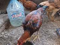Chickens — फ़ोटो 2