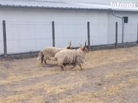 Carnero, German Grey Heath sheep — foto 2