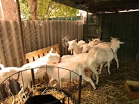 Cabras (lote, sexo no especificado), Saanen goat — foto 6