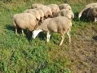 نعجة, Karabakh sheep — الصورة 2