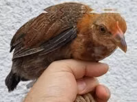 Chickens — 照片 4