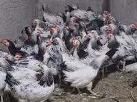 Chickens — फ़ोटो 1