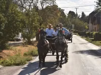 Caballos (lote, sexo no especificado), Lipizzaner — foto 2