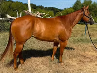 Mare, Quarter Horse — photo 6