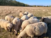 Widder, Shroshire sheep — Foto 1