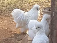 Poule soie — photo 8