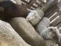 Schaf, Blackheaded Persian sheep — Foto 2