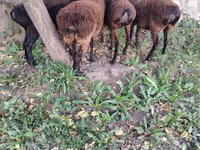Schaf, Hissar sheep — Foto 1