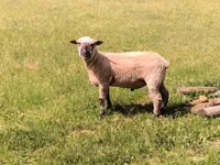 Widder, Shroshire sheep — Foto 4