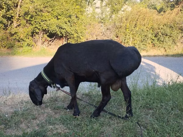 Carnero, Edilbay sheep