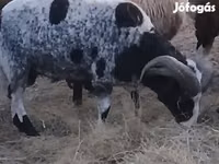 Widder, Jacob's sheep — Foto 1