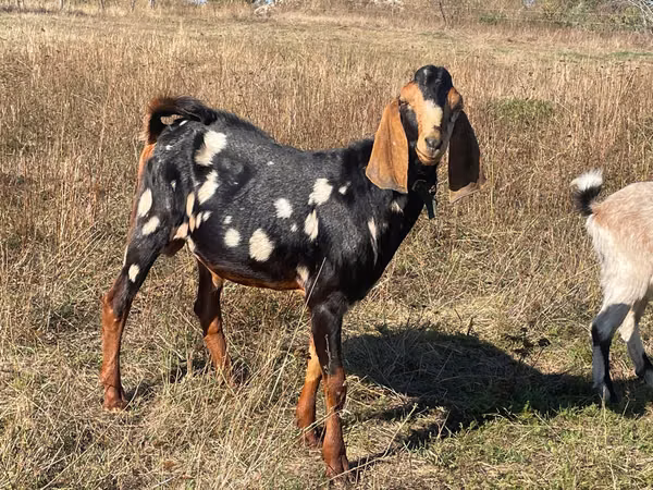 बकरा, Nubian Goat