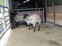 نعجة, White Suffolk sheep — الصورة 3