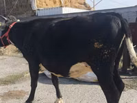بقرة, Russian Black pied cattle — الصورة 5