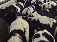 أبقار (دفعة، الجنس غير محدد), Simmental cattle — الصورة 4
