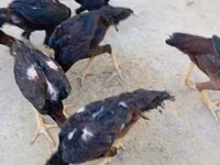 Chickens — Foto 4