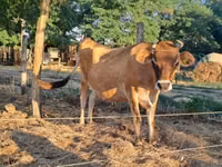 Vaca, Raza Jersey — foto 1