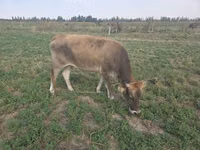 Cow, Brown Mountain — photo 3