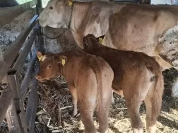 Bull, Limousin cow