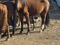 Jument, Kyrgyz Horse — photo 1