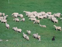Schaf, Lacaune sheep — Foto 2