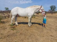 Cheval, Percheron — photo 4
