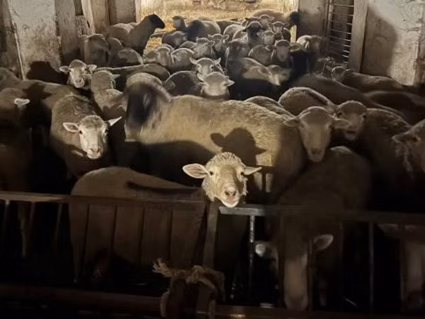 Ram, Sheep