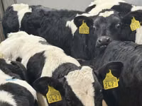 КРС (партия, пол не указан), Чёрно-пёстрая корова — фото 1