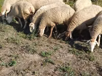 نعجة, Karabakh sheep — الصورة 5