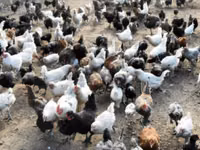 Turkeys — الصورة 3