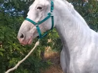 Jument, Lipizzaner — photo 4