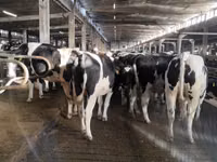 Kuh, Holstein-Rasse — Foto 5