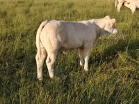 Bulle, Charolais cattle — Foto 6