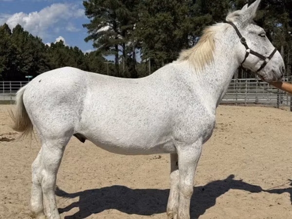 公马, Mule