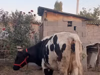 بقرة, Russian Black pied cattle — الصورة 5