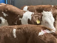 Cattle (batch, sex not specified), Cattle — photo 6