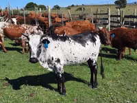 母牛, Nguni cattle — 照片 1